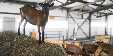 कोई दुख न हो तो बकरी ख़रीद लो 13 pexels anna shvets 5953828