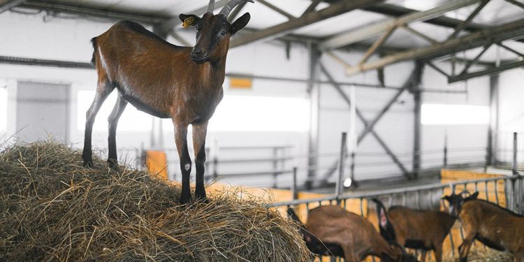 कोई दुख न हो तो बकरी ख़रीद लो 1 pexels anna shvets 5953828