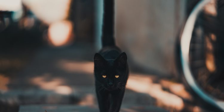 Of superstition and enthusiasm 1 pexels david bartus 1510543