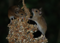 ऑस्ट्रेलिया में चूहों का कहर, आएगा भारत से ज़हर 12 rats