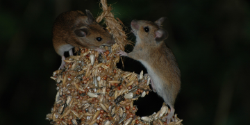 rats