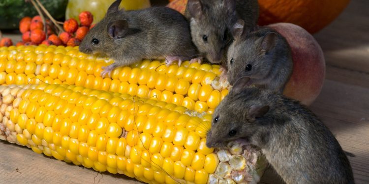 vegetables 928970 1920