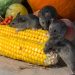Australia awaits Indian poison to combat mice plague 7 vegetables 928970 1920
