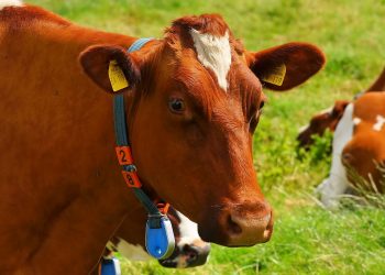 Food label Australia