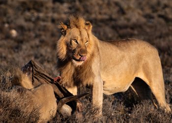 “When will our young begin to partake in society? In politics? Are they prepared? Or are they indoctrinated?“‘, Usha Pandit asks.