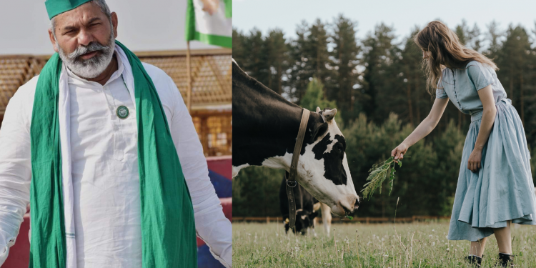 Indian farmers will oppose potential milk agreement with Australia: Rakesh Tikait 1 Rakesh Tikait on India Australia milk agreement