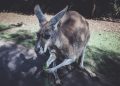 Australian native animal Kangaroo spotted in India 9 Kangaroos in India