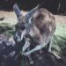 Australian native animal Kangaroo spotted in India 7 Kangaroos in India