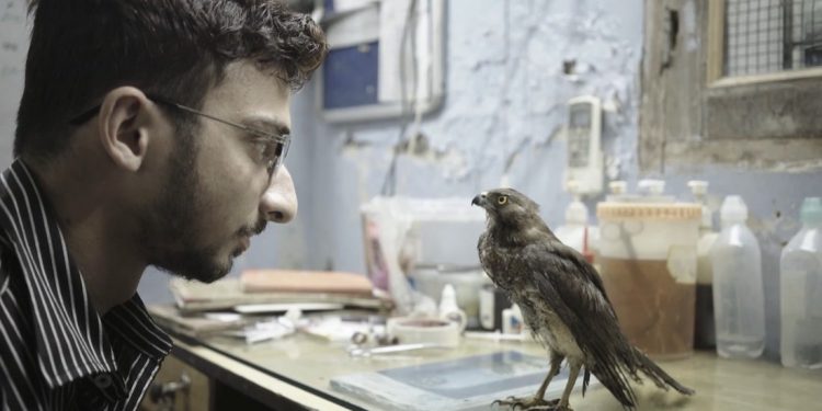 Film Review: 'All That Breathes' by Shaunak Sen 1 abc