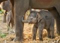 Elephant calves have been found buried – what does that mean? 12 Elephant calves have been found buried – what does that mean?