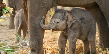 Elephant calves have been found buried – what does that mean?