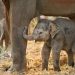 Elephant calves have been found buried – what does that mean?