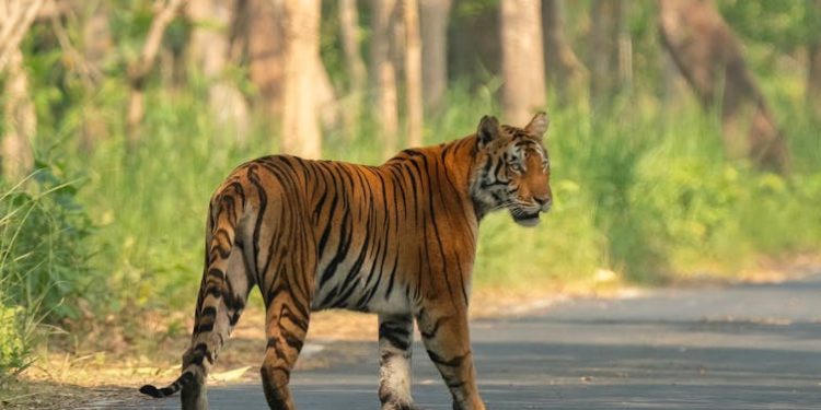 To save its tigers, India has relocated thousands of people – it could enlist their help instead