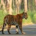To save its tigers, India has relocated thousands of people – it could enlist their help instead 6 To save its tigers, India has relocated thousands of people – it could enlist their help instead