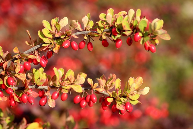 Indian-origin scientist Kamal Dua pioneers breakthroughs in lung cancer and inflammation research, earns national recognition 2 barberry Image by Alicja from