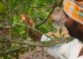 How farmers are finding greener ways to produce food, from East Anglia to Andhra Pradesh in India 11 How farmers are finding greener ways to produce food, from East Anglia to Andhra Pradesh in India