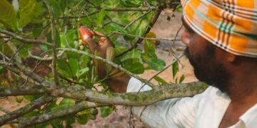 How farmers are finding greener ways to produce food, from East Anglia to Andhra Pradesh in India