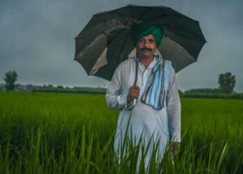 How I’m helping rice farmers in India harness the power of fungi in the soil 3 How I’m helping rice farmers in India harness the power of fungi in the soil
