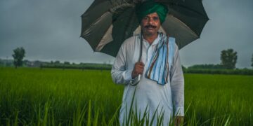 How I’m helping rice farmers in India harness the power of fungi in the soil