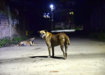 India’s 60 million street dogs are turning from village scavengers to city territory defenders