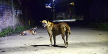India’s 60 million street dogs are turning from village scavengers to city territory defenders