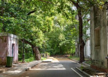 India shows how urban forests can help cool cities – as long as planners understand what nature and people need
