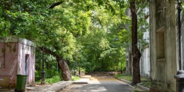 India shows how urban forests can help cool cities – as long as planners understand what nature and people need