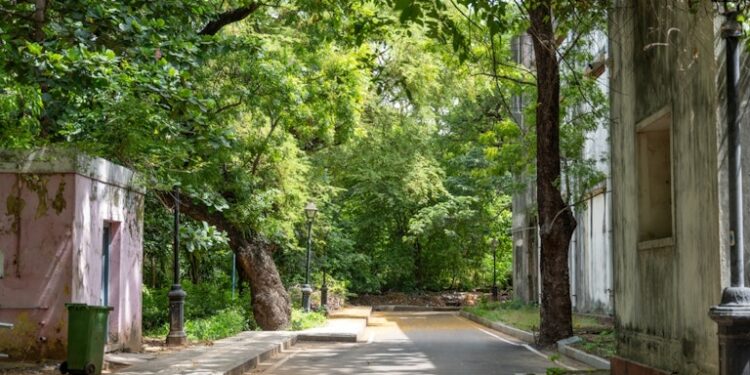 India shows how urban forests can help cool cities – as long as planners understand what nature and people need
