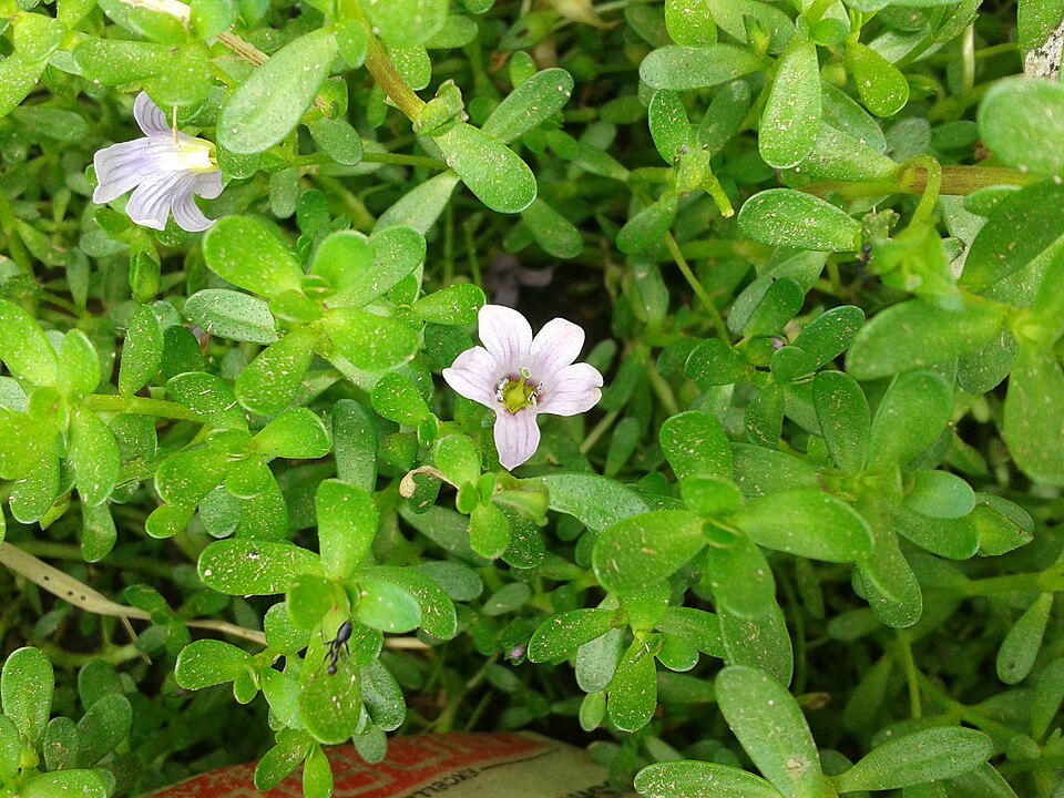 Flowering Bacopa
