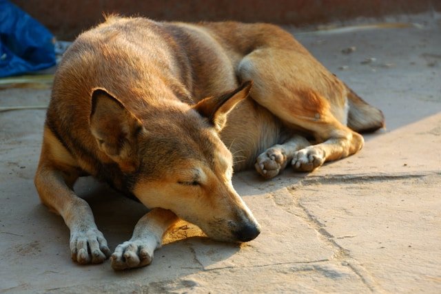 Photo by Supradoc on Unsplash street dog