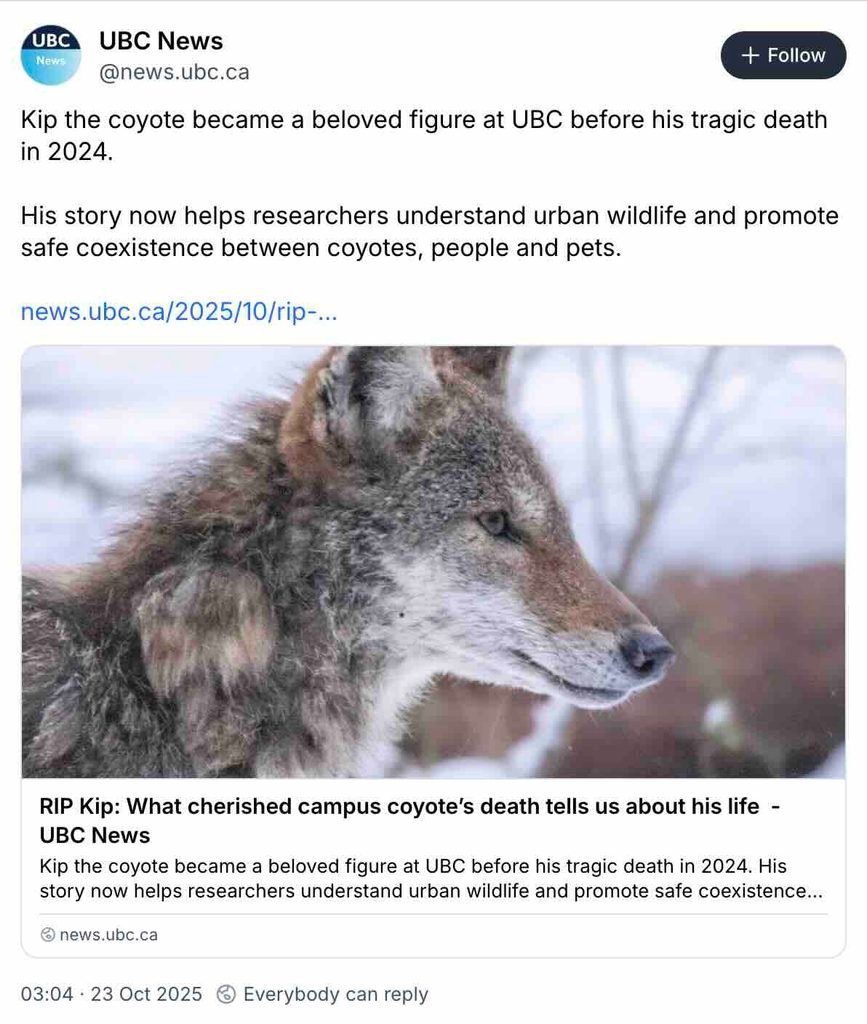 coyote bsky image