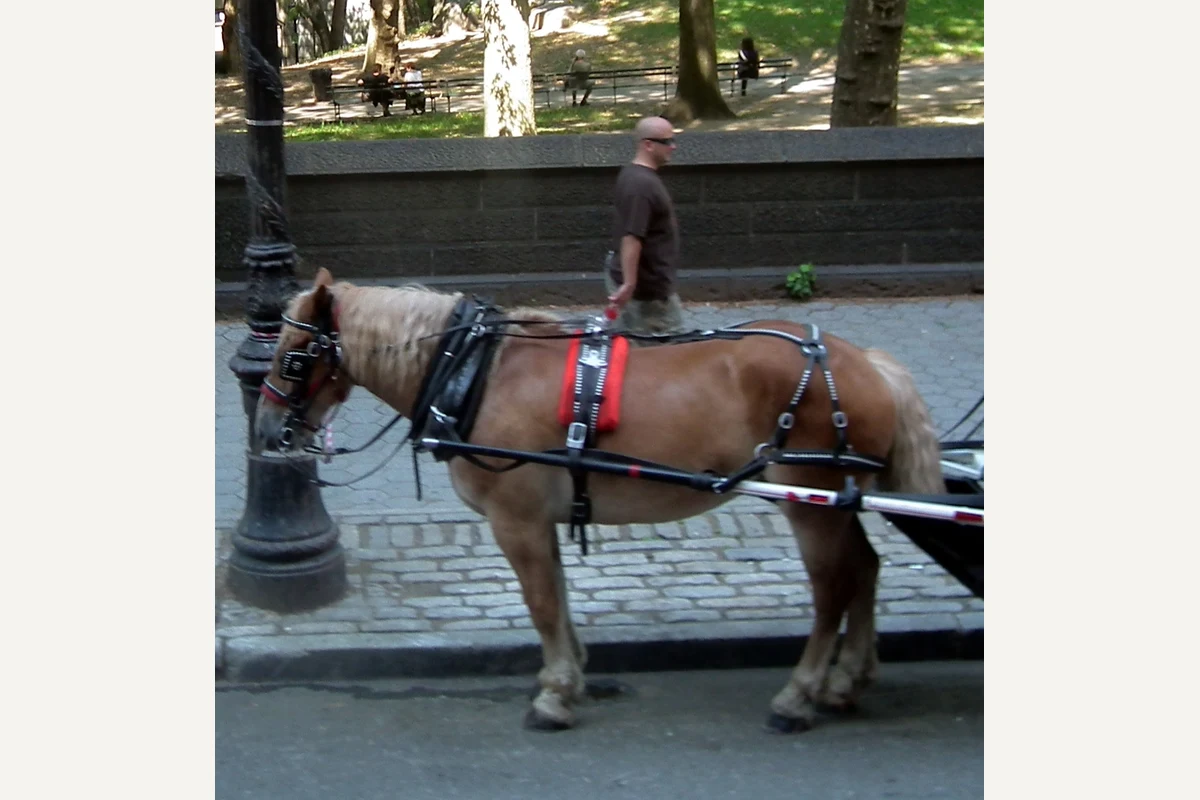 Horse and carriage in Central Park, illustrating the carriage ban debate