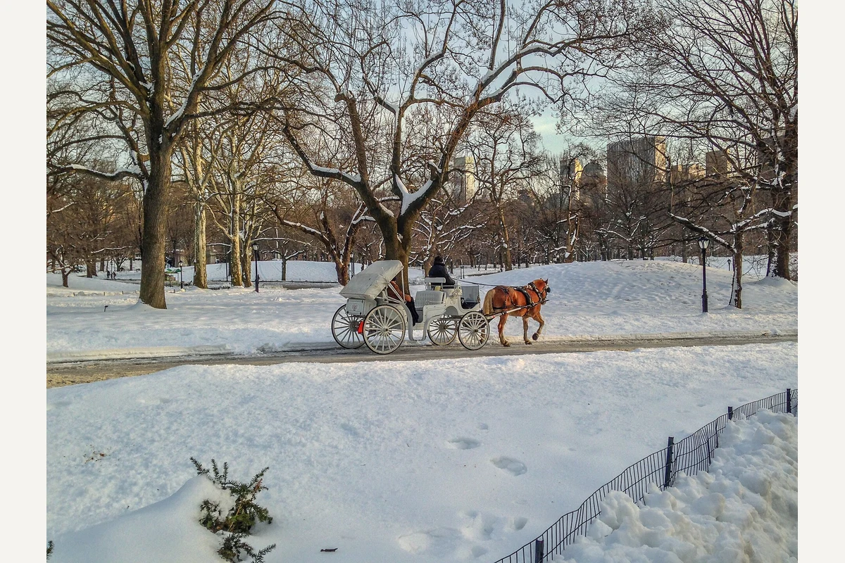 Horse-drawn carriage travelling through snow in Central Park